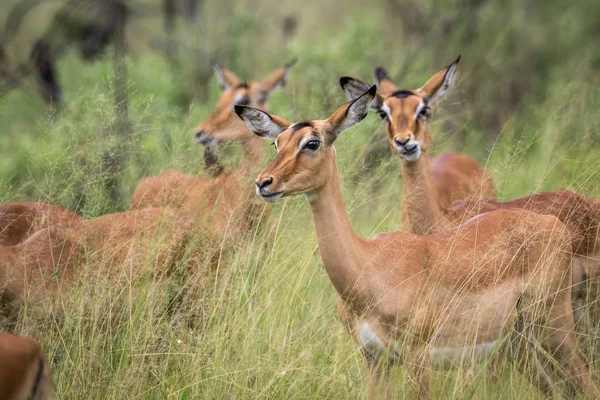 Herde von Impalas im Gras. — Stockfoto