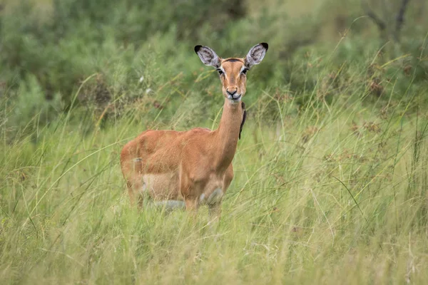 Impala femenina protagonizada por la cámara . — Foto de Stock