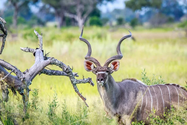 Männlicher Kudu starrt in die Kamera. — Stockfoto