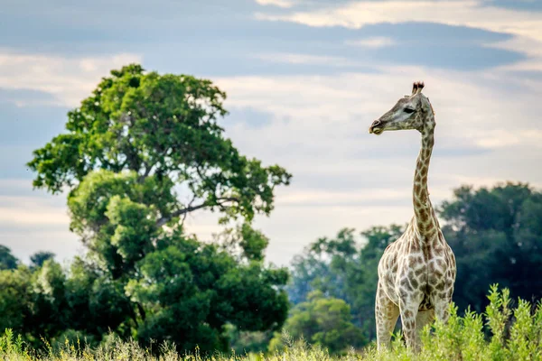 Giraffa nell'erba nel delta dell'Okavango . — Foto Stock