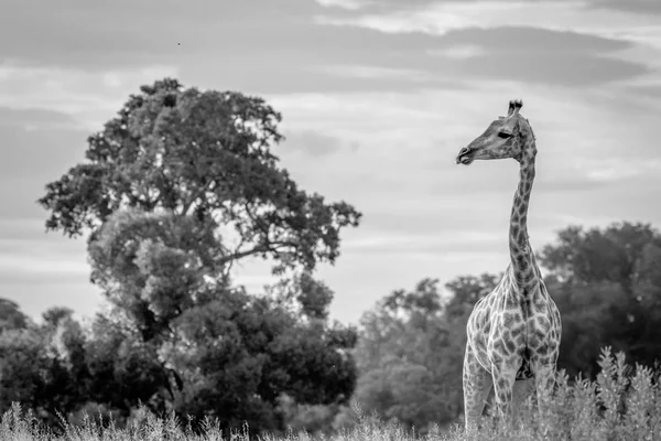 Giraf in het gras in zwart-wit. — Stockfoto