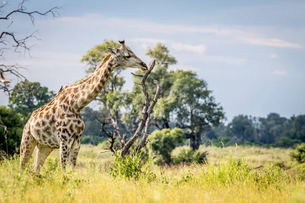 Giraffa nell'erba nel delta dell'Okavango . — Foto Stock