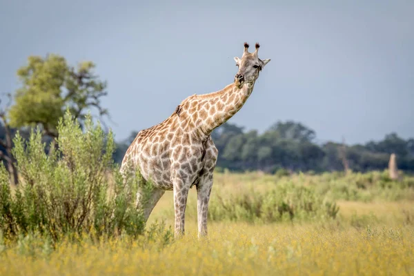 Giraffa nell'erba nel delta dell'Okavango . — Foto Stock