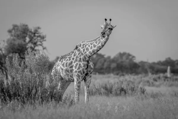 Girafe dans l'herbe en noir et blanc . — Photo