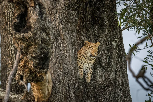 Leopárd-ban egy fa az Okavango-delta. — Stock Fotó