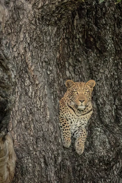 Leopard i ett träd i Okavangodeltat. — Stockfoto
