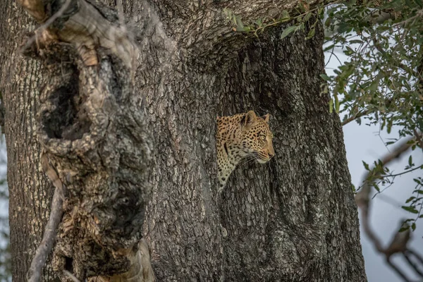 Side profile of a Leopard in a tree.