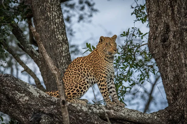 Leopard sitting in a tree. — Stock Photo, Image