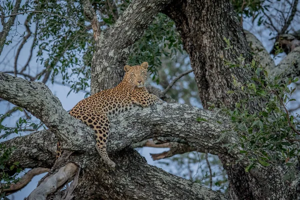 Leopard laying in a tree. — Stock Photo, Image