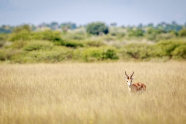 Springbok kameraya yıldızı.