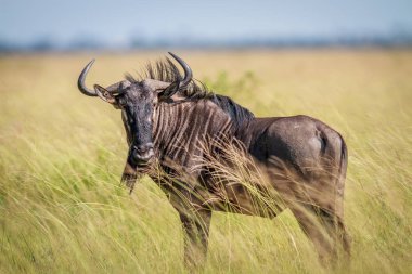 Mavi wildebeest kameraya yıldızı.