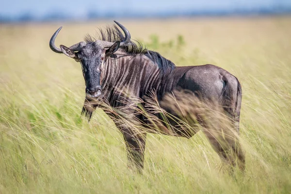 Wildebeest azul protagonizada por la cámara . — Foto de Stock