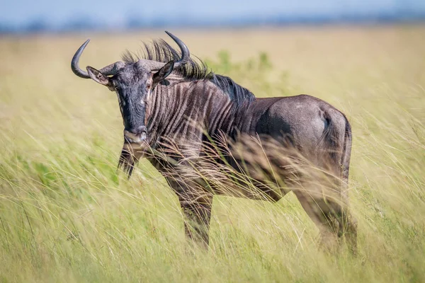 Mavi wildebeest kameraya yıldızı. — Stok fotoğraf