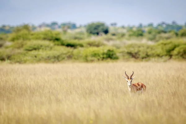 Springbok huvudrollen på kameran. — Stockfoto