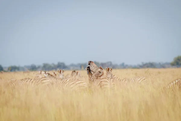 Zebre che giocano nell'erba alta . — Foto Stock