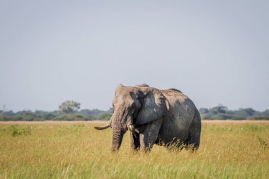 Yüksek otların arasında Chobe fil ayakta.