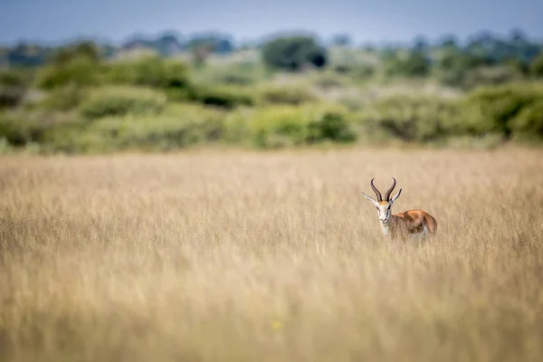 Springbok estrelando a câmera . — Fotografia de Stock