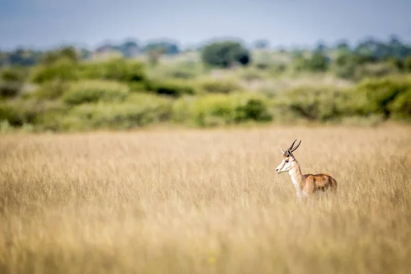 Profilo laterale di uno Springbok . — Foto Stock