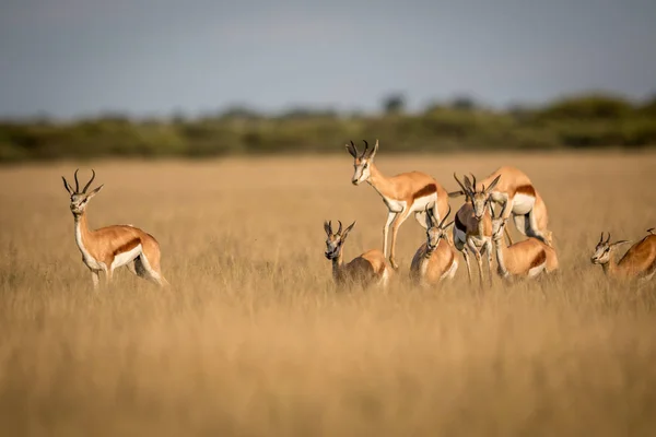 Springboks pronking i centrala Kalahari. — Stockfoto