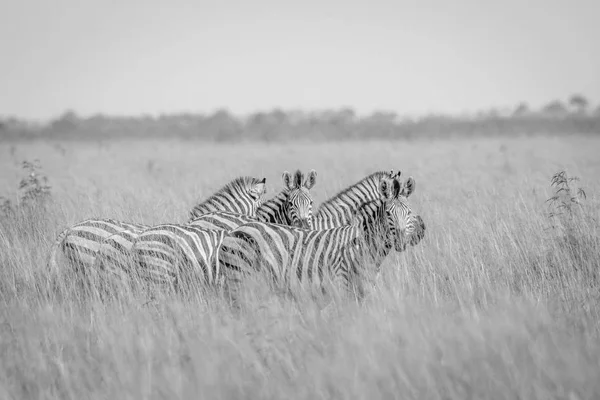 Grupul Zebras în picioare în iarbă înaltă . — Fotografie, imagine de stoc