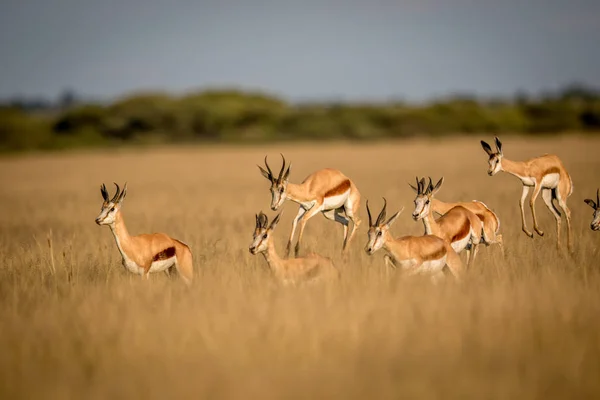 Springboks pronking no Kalahari Central . — Fotografia de Stock