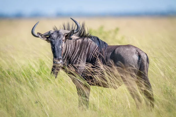 Wildebeest azul protagonizada por la cámara . —  Fotos de Stock