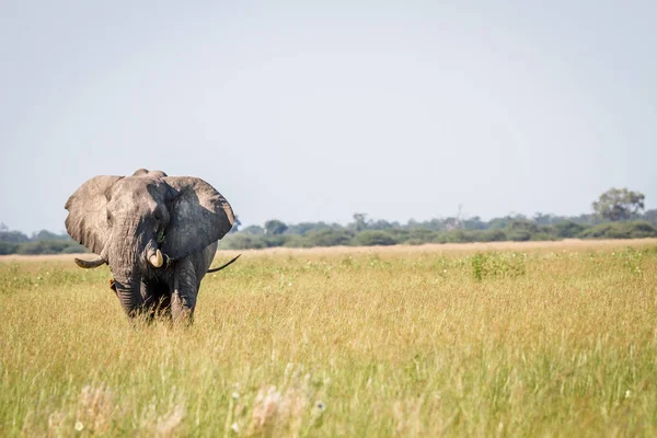 Elefante de pie en la hierba alta en Chobe . — Foto de Stock
