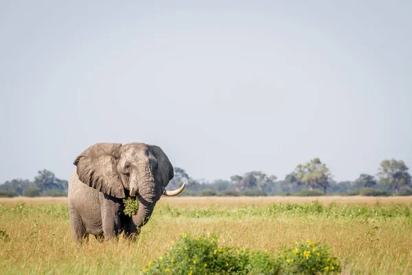 Elefante de pie en la hierba alta en Chobe . — Foto de Stock