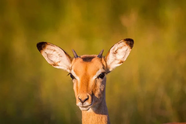 Junge Impala starrt in die Kamera. — Stockfoto