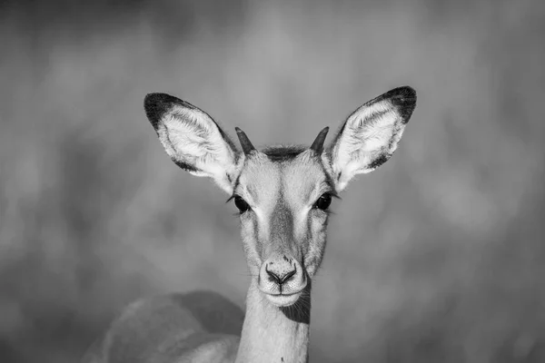 Genç yıldızı kameraya Impala. — Stok fotoğraf