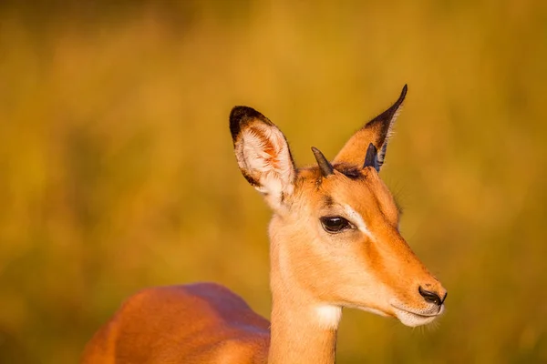Seitenprofil eines jungen Impalas. — Stockfoto
