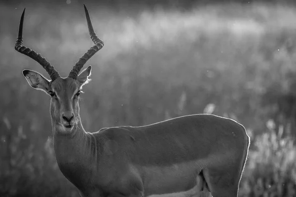 Impala ram wystąpili na kamery. — Zdjęcie stockowe