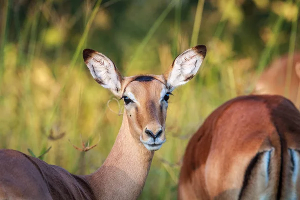 Impala starrt in Chobe in die Kamera. — Stockfoto