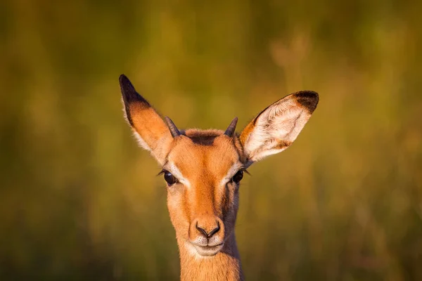 Giovane Impala protagonista della fotocamera . — Foto Stock