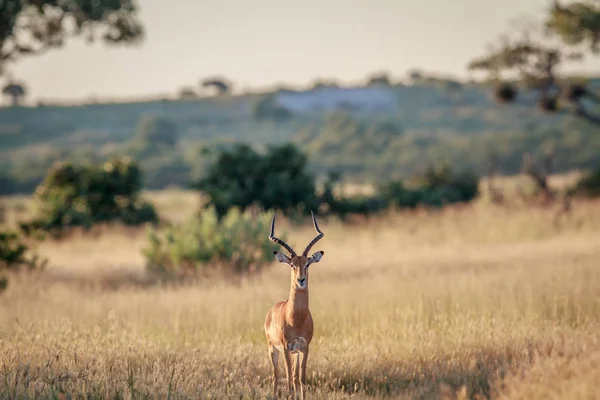 Impala ram con la fotocamera . — Foto Stock