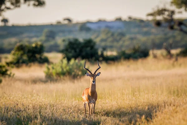 Impala ram estrelando a câmera . — Fotografia de Stock