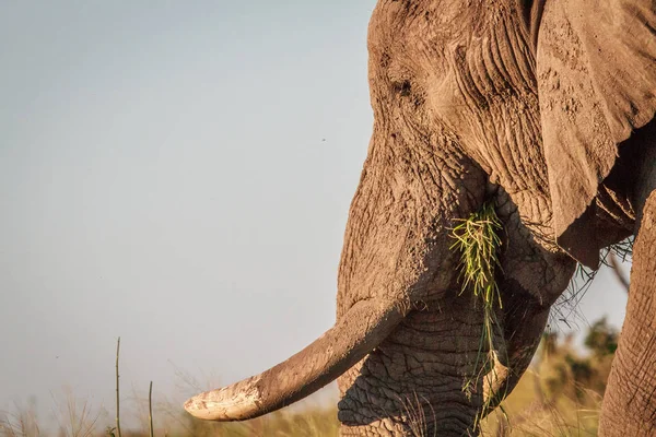 Side profile of an Elephant in Chobe.