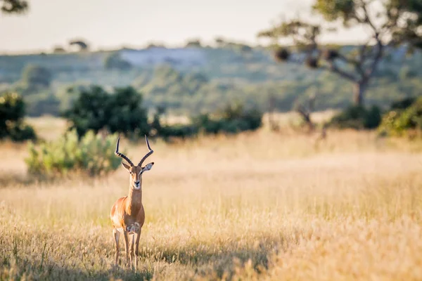 Impala ram con la fotocamera . — Foto Stock