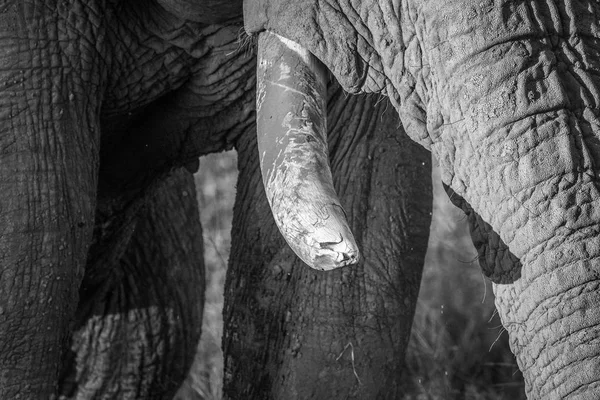 Primer plano de un colmillo de elefante en blanco y negro . — Foto de Stock