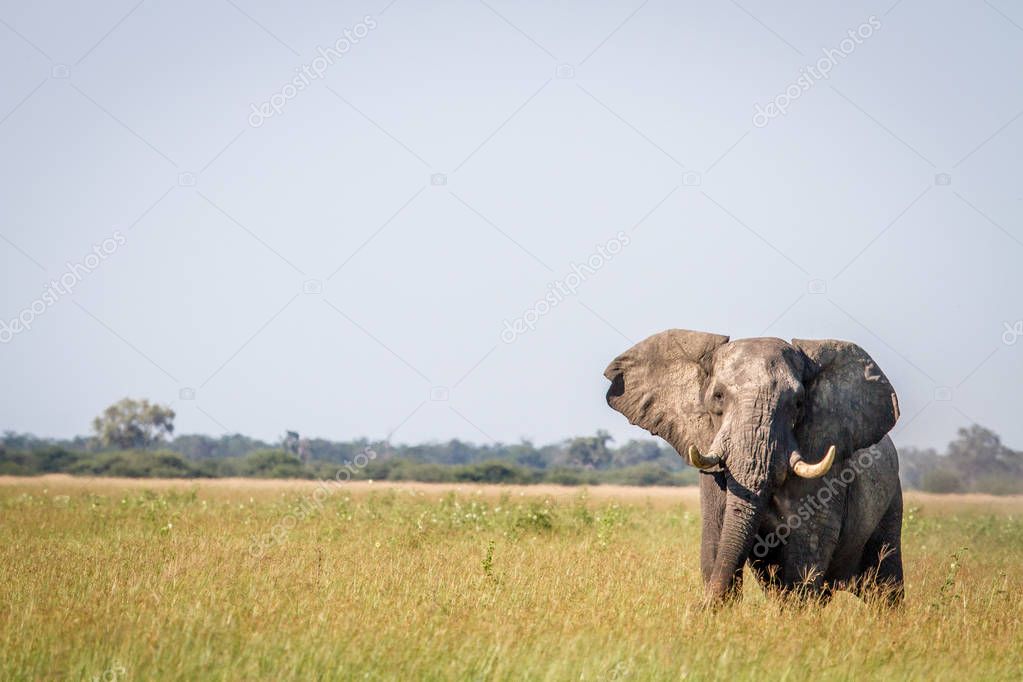 Elephant standing in high grass in Chobe.