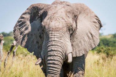 Kameraya yıldızı fil.