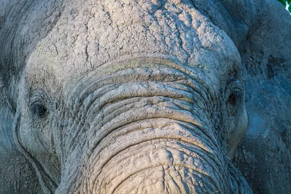 Närbild av en elefant i Chobe. — Stockfoto