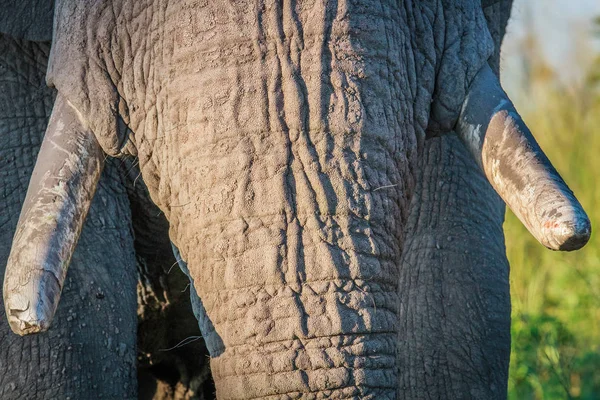 Närbild på elefant betar i Chobe. — Stockfoto