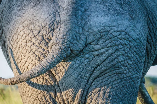 Närbild på en elefant bum i Chobe. — Stockfoto