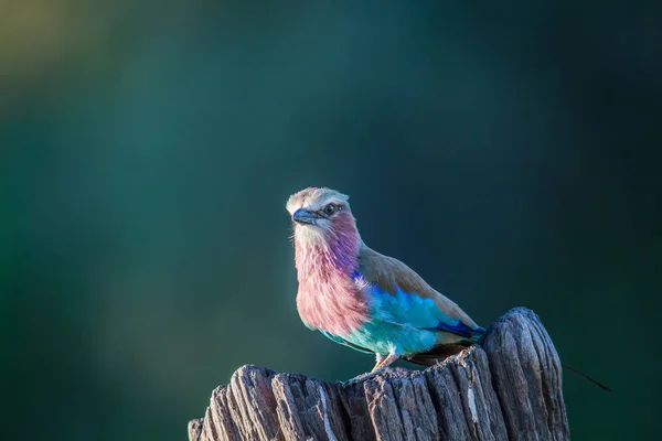 Rodillo de pechuga lila en un tronco de árbol . — Foto de Stock