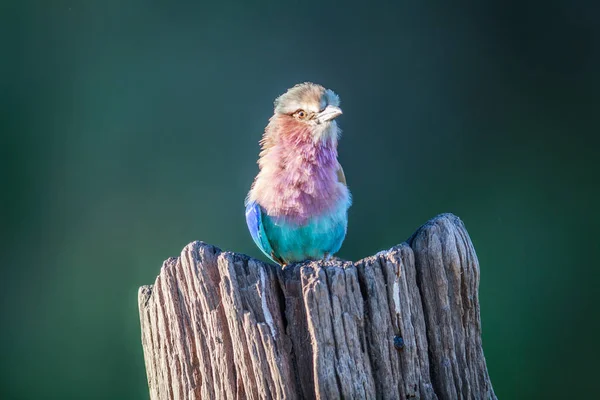 Rouleau à poitrine de lilas sur un tronc d'arbre . — Photo