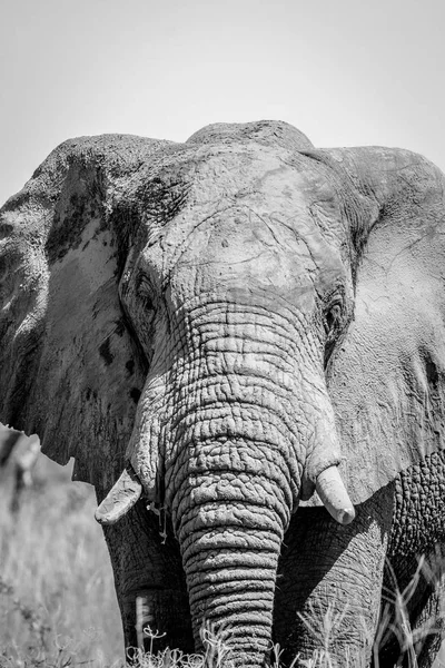 Elefante protagonizado por la cámara . —  Fotos de Stock