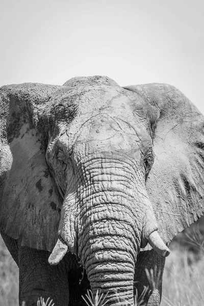 Elefante protagonizado por la cámara . —  Fotos de Stock