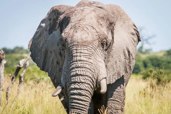 Elefante protagonizado por la cámara . — Foto de Stock