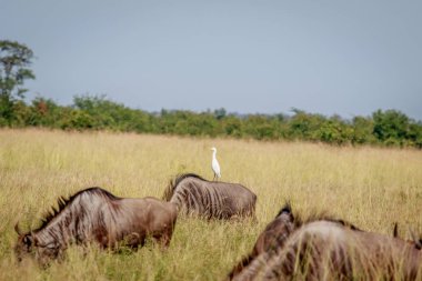 Cattle egret standing on a Blue wildebeest. clipart